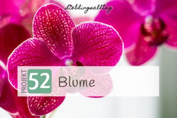 Orchidee – Projekt 52
