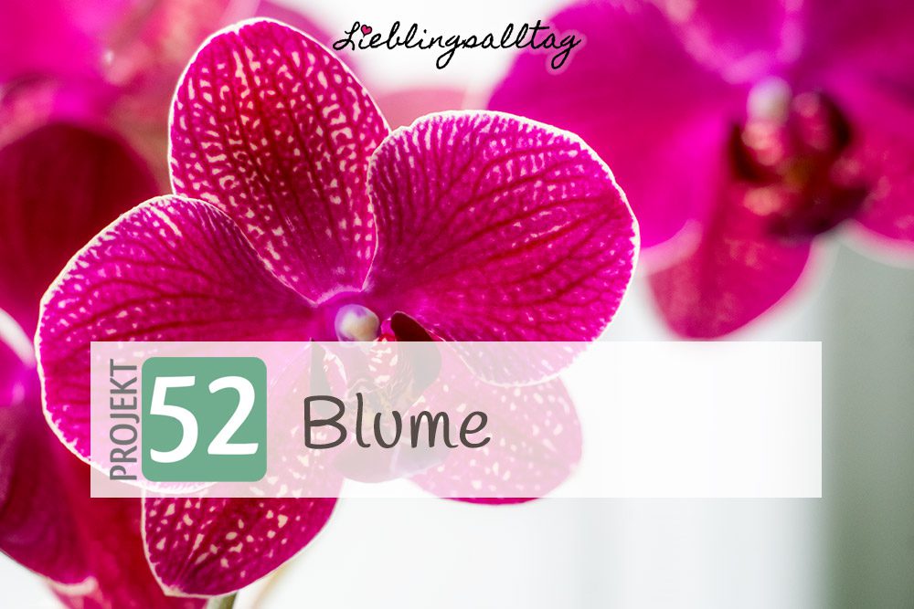Orchidee – Projekt 52