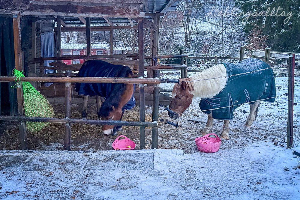 12 von 12 im Januar 2026 – Ponys füttern