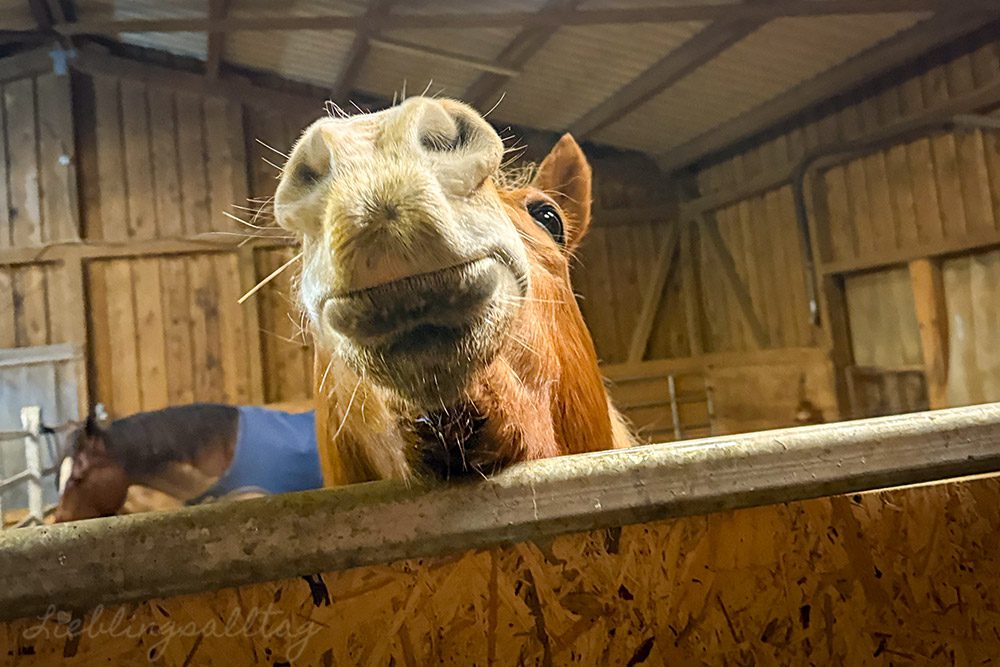 Amigo – 12 von 12 im Februar 2026