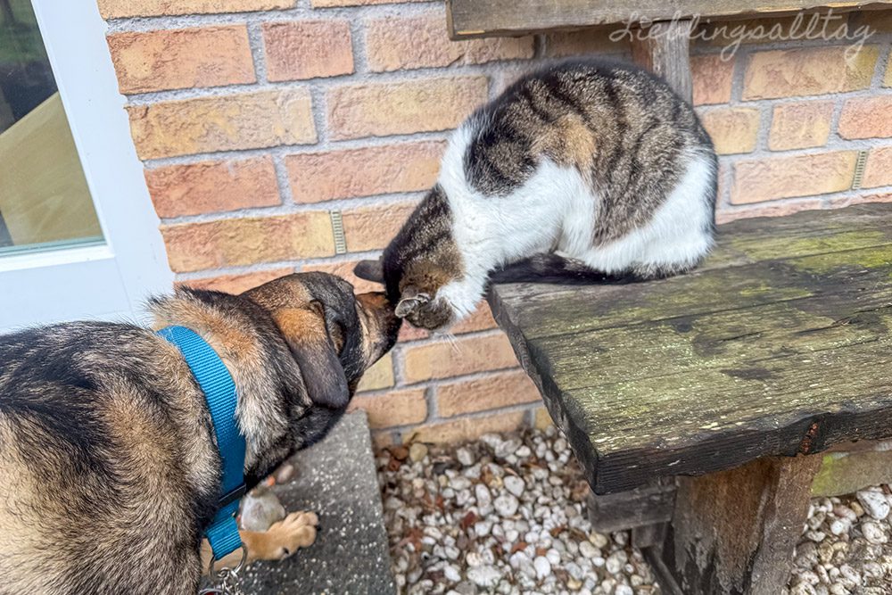 Bonnie und die Katze – 12 von 12 im Februar 2026