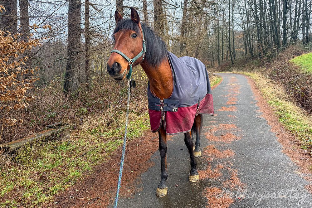 Spazierengehen mit Dolida – 12 von 12 im Februar 2026