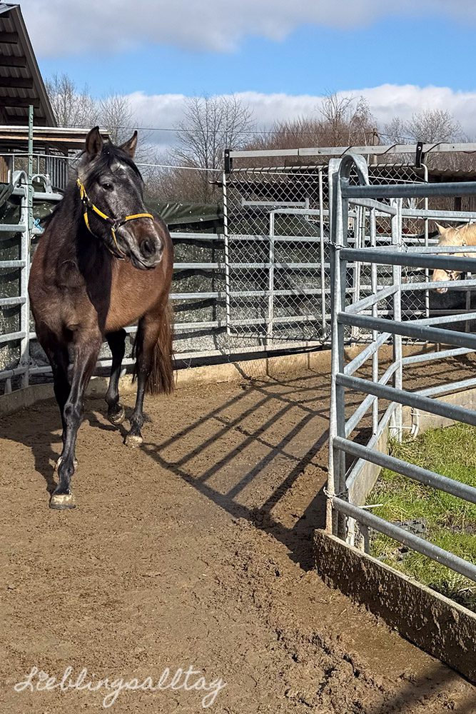 Feli in der Führanlage – Februar 2026