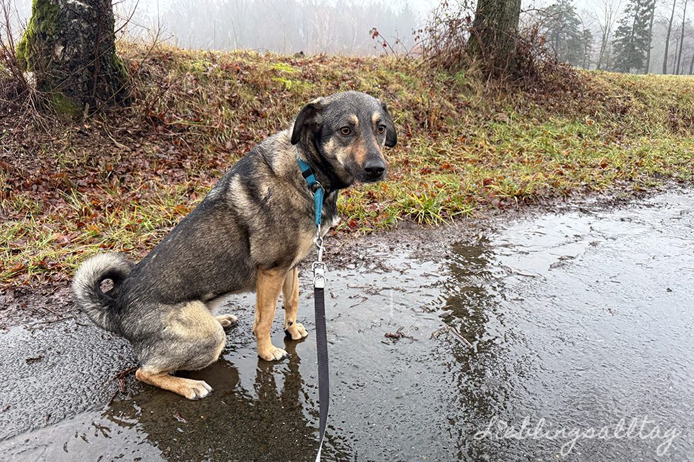 Hunderunde bei Regen – 12 von 12 im Februar 2026