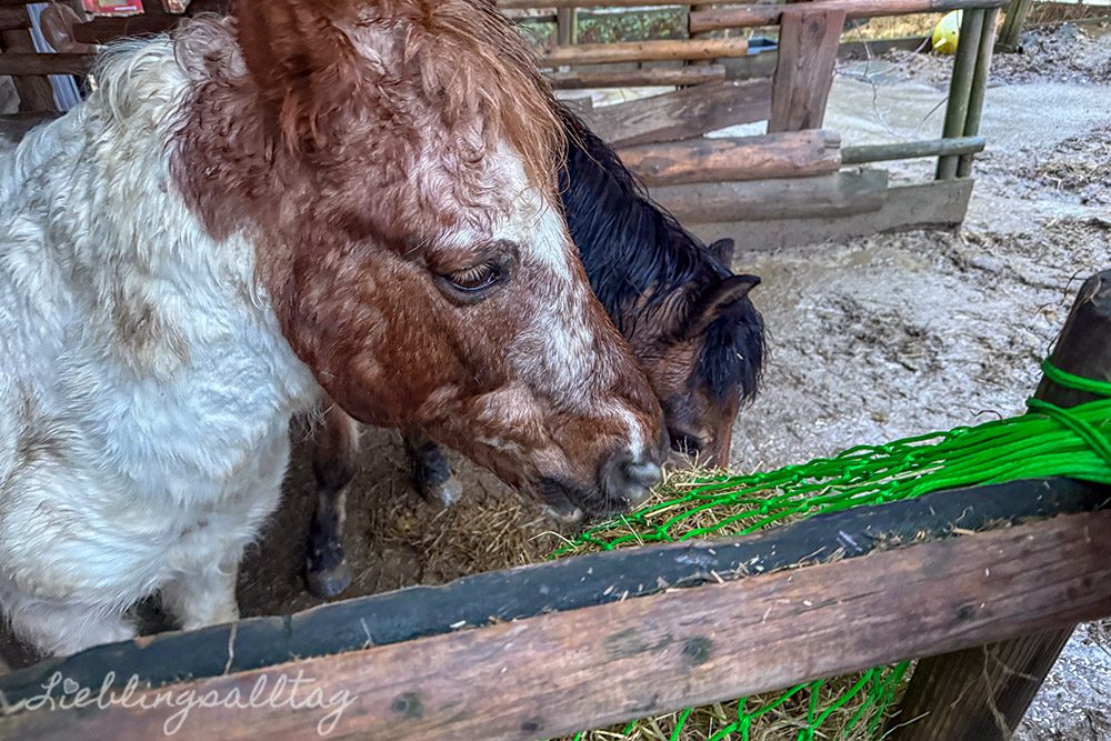 Ponys füttern – 12 von 12 im Februar 2026