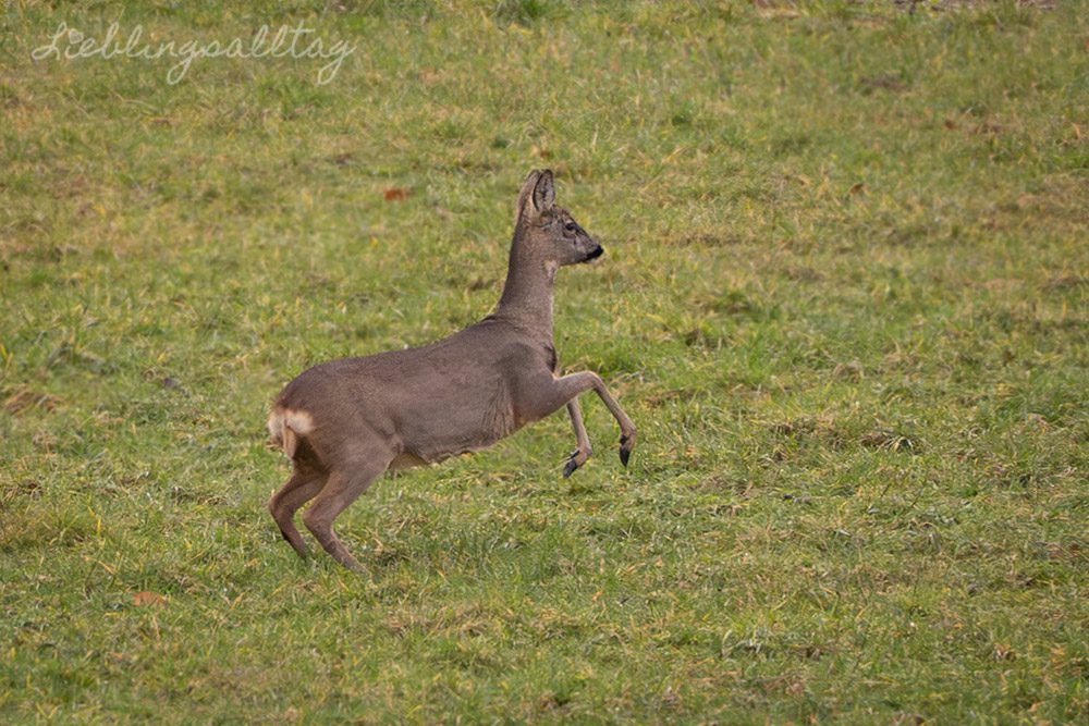 Rehe – Projekt 52- Augenblick