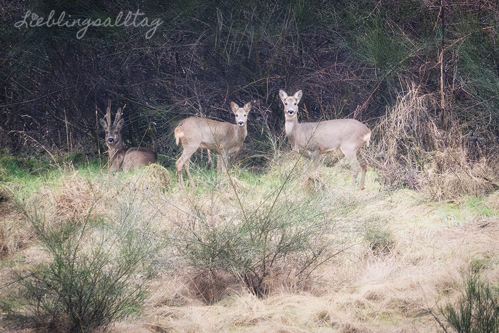 Rehe – Projekt 52- Augenblick