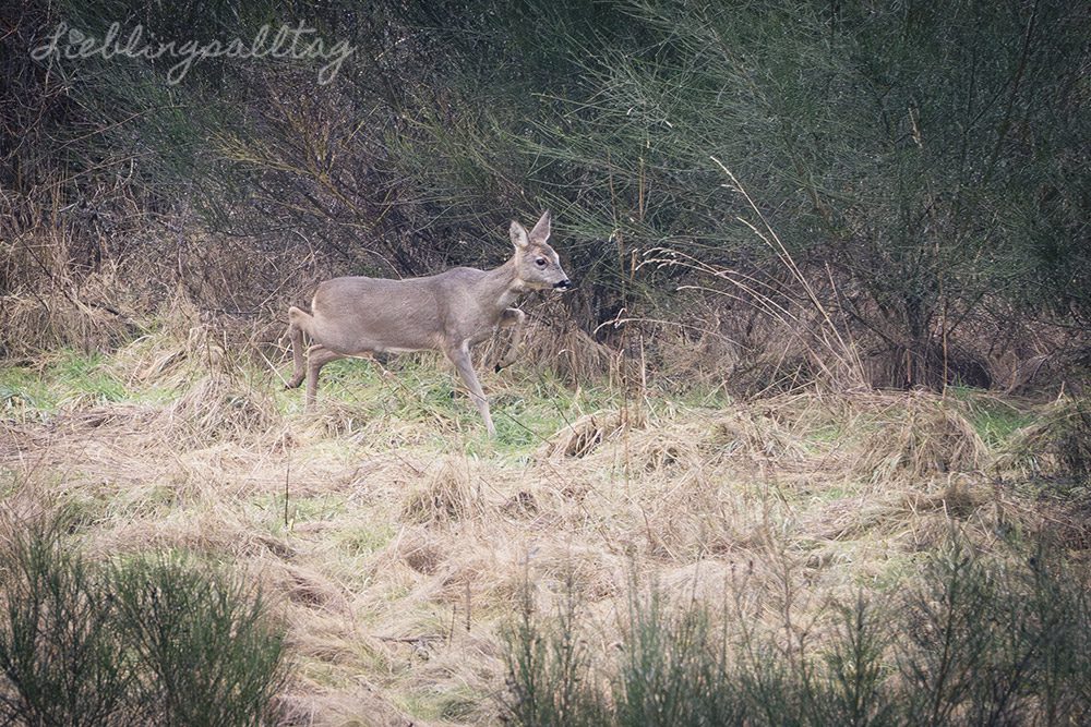 Rehe – Projekt 52- Augenblick