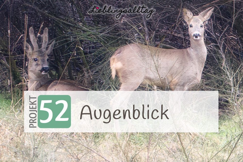 Rehe – Augenblick – Projekt 52