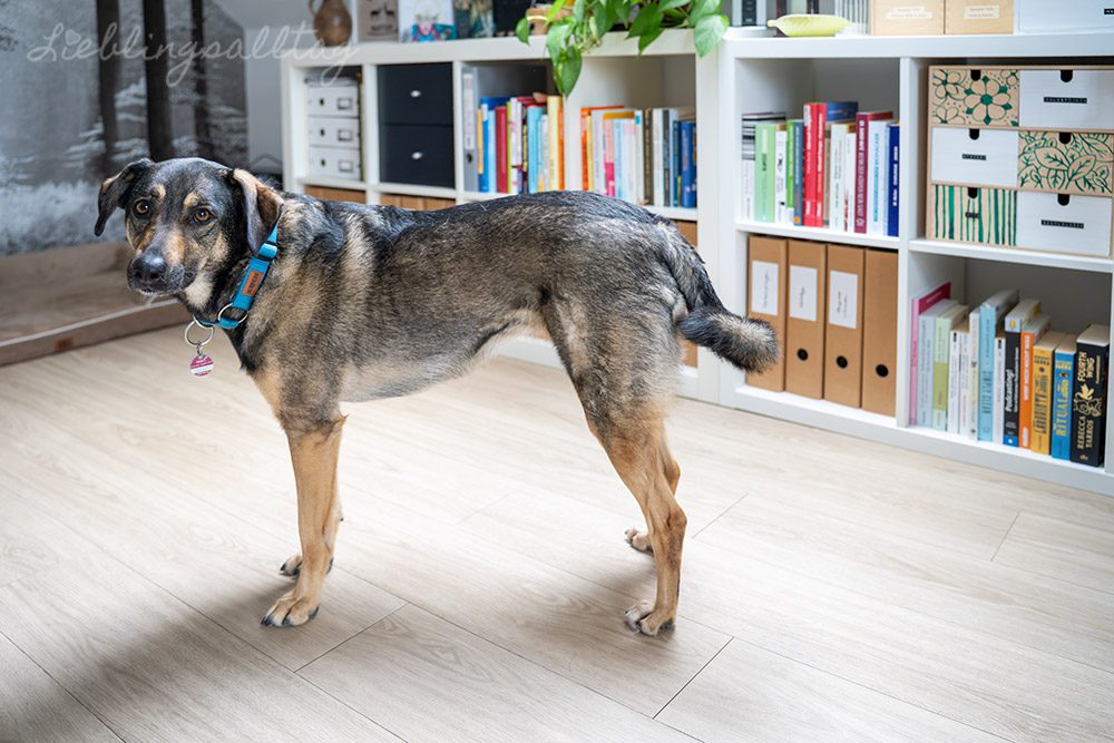 Bonnie im Arbeitszimmer