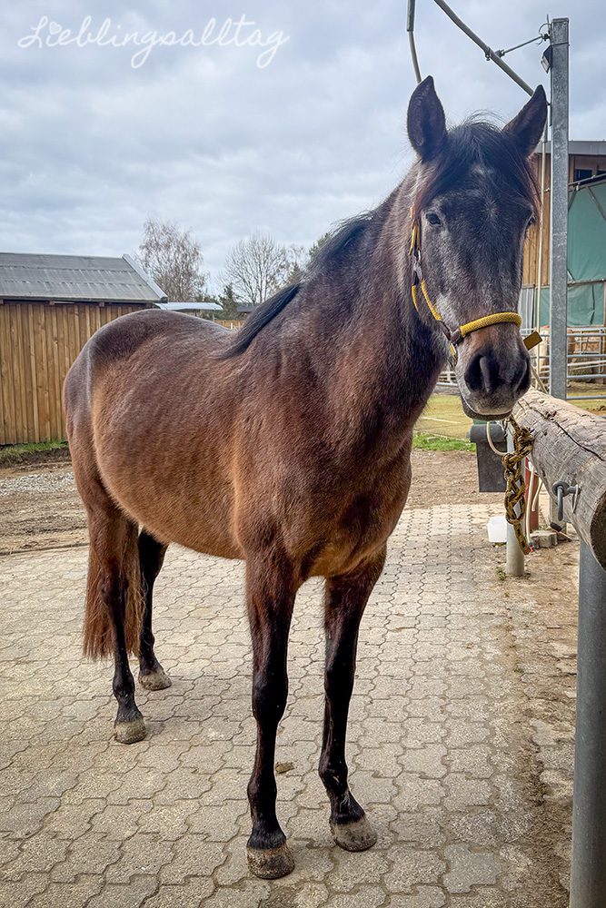 Feli – 12 von 12 im März 2026