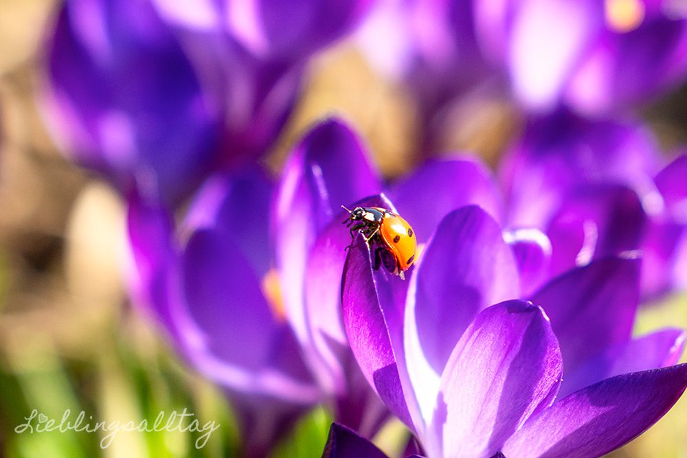 Marienkäfer auf Krokus