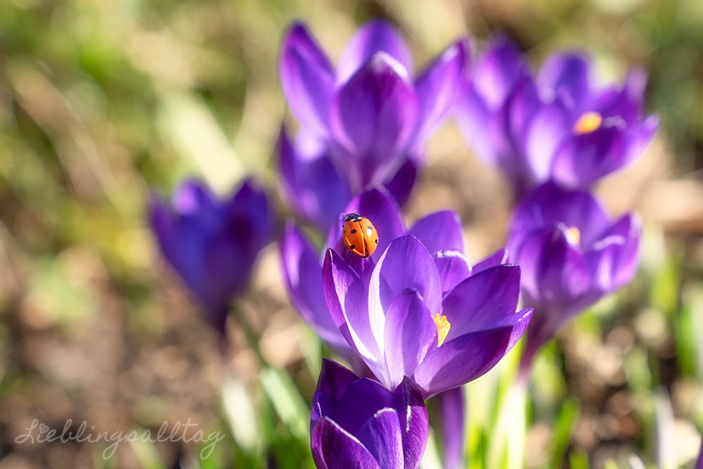 Marienkäfer auf Krokus