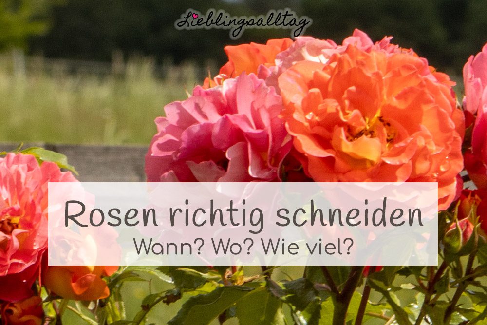 Rosen richtig schneiden