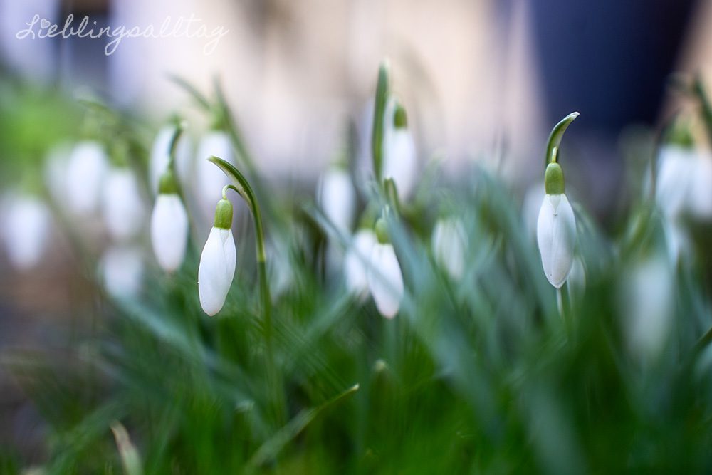 Schneeglöckchen