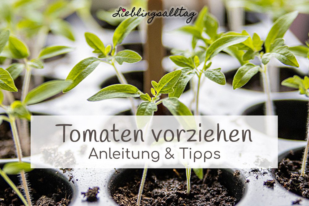 Tomaten vorziehen | Anleitung und Tipps