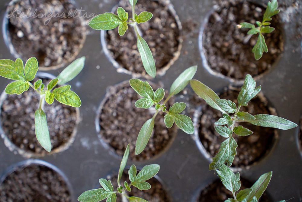 Tomaten vorziehen
