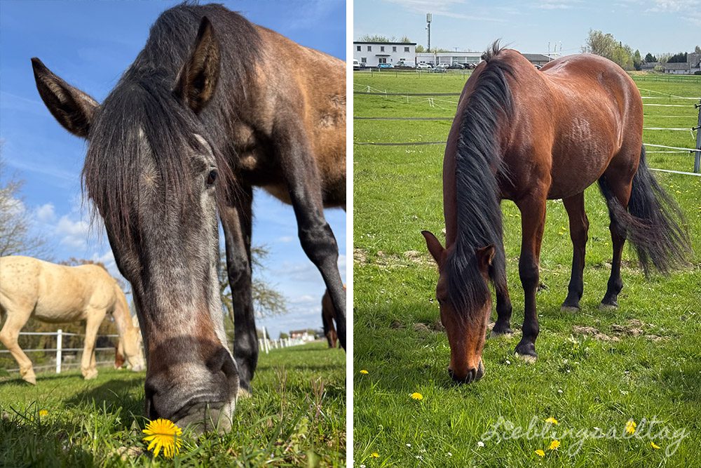 Meine Stuten auf der Wiese