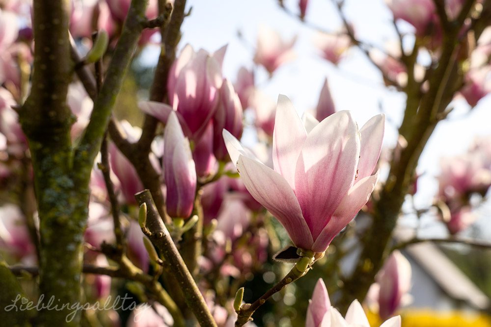 Magnolienblüte im März 2026