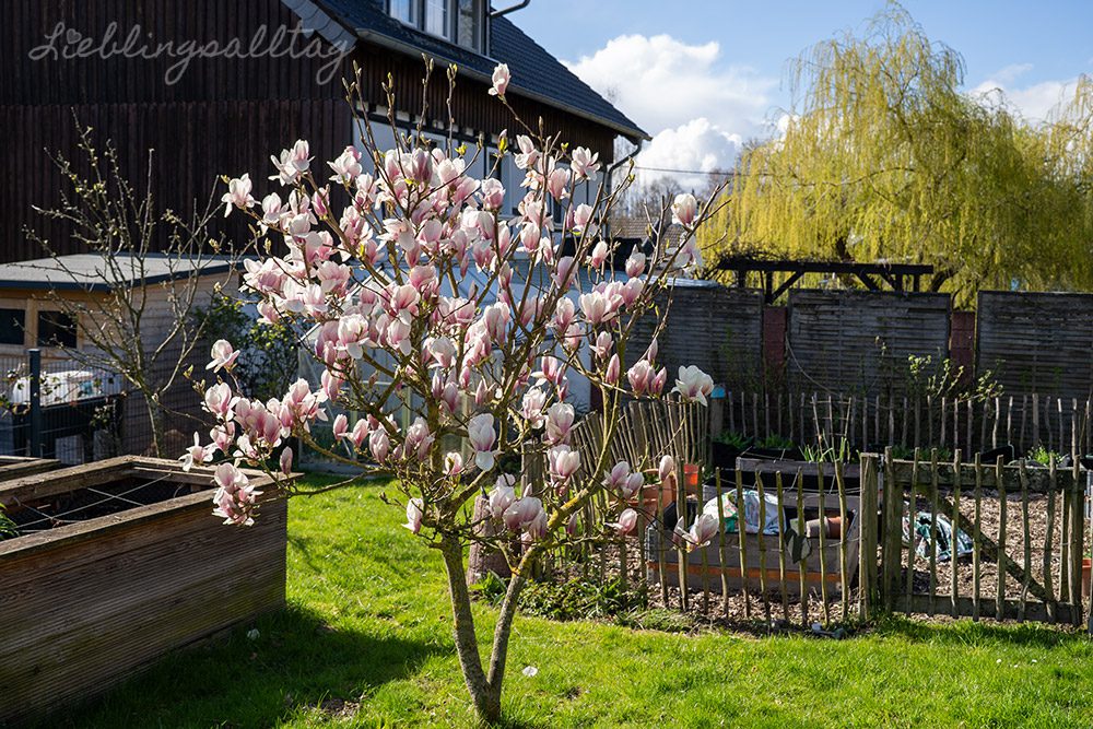 Magnolienblüte im März 2026