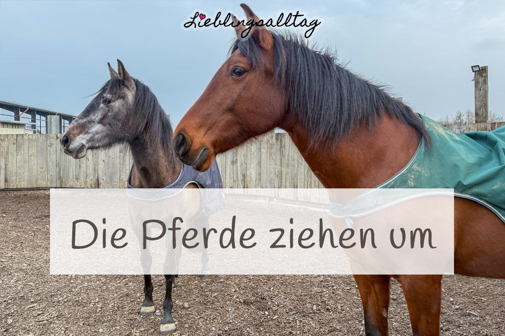 Die Pferde ziehen um