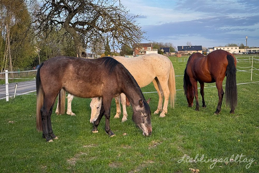 Unsere Stuten auf der Wiese