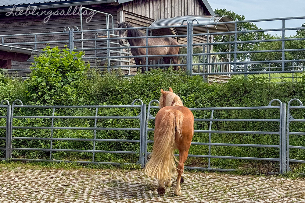 Feli und Amigo im neuen Stall