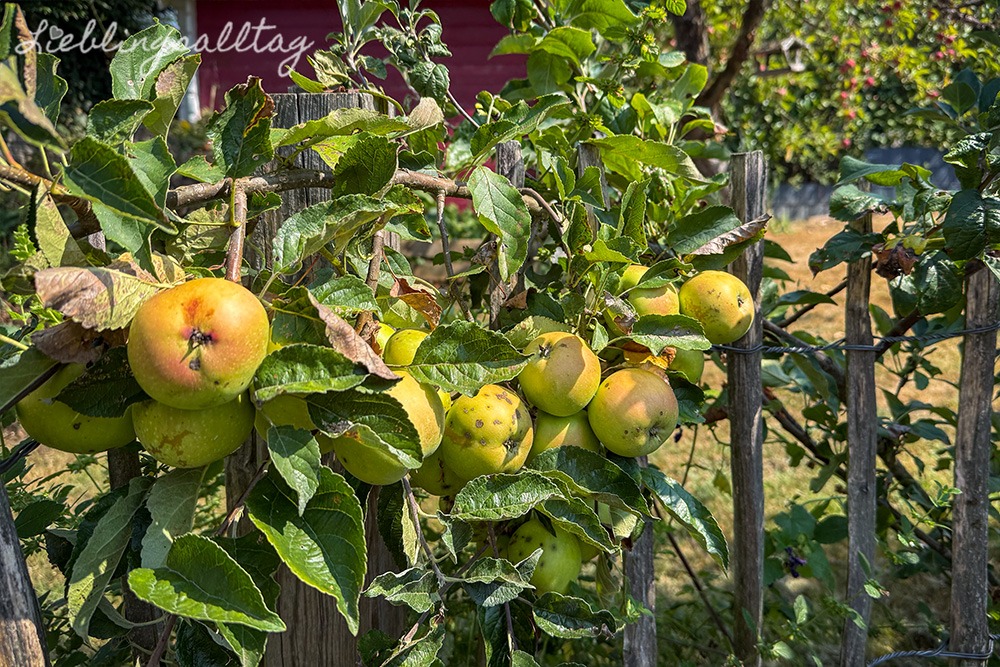 Äpfel im August 2026