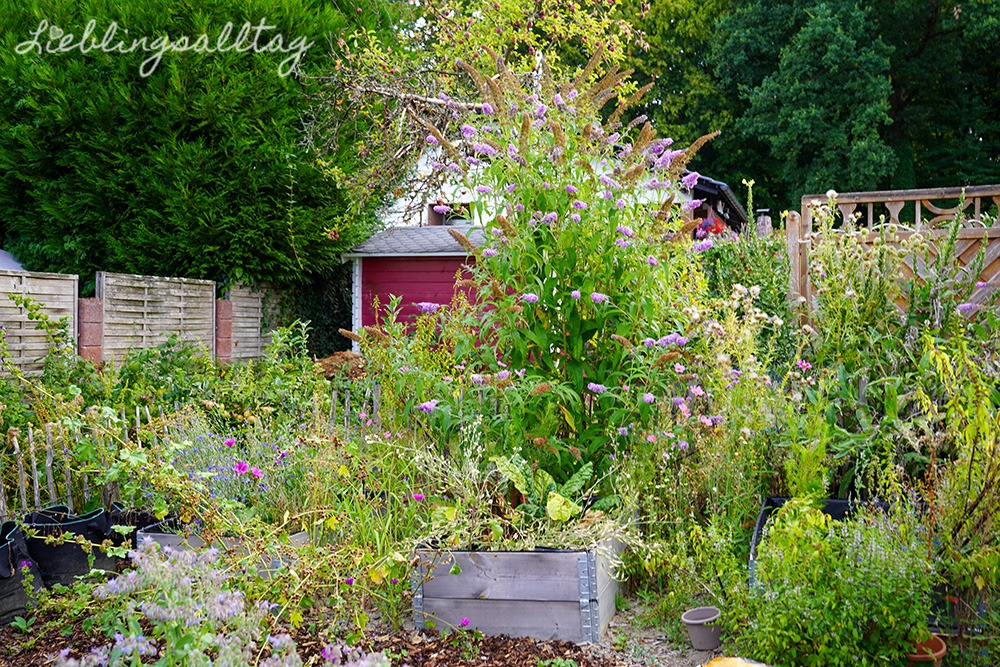 Bauerngarten im August 2026