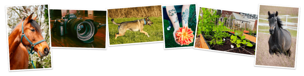 Lieblingsalltag | Blog über Fotografie, MS & meine Tiere