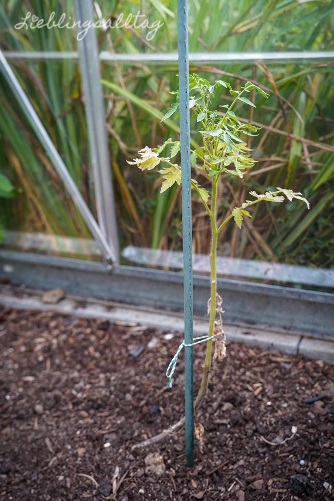 Tomaten-Fail 2026